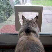 Standard 2 way cat flap