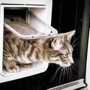 Cat flaps installation in glass 
